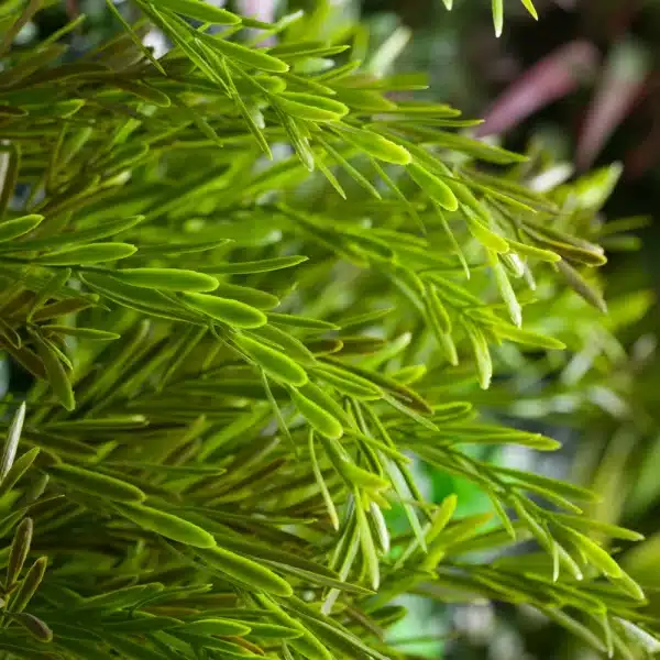 A close up of an artificial irish yew plant