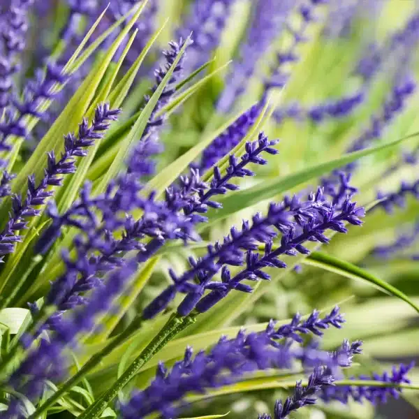 close up of an artificial lavender plant