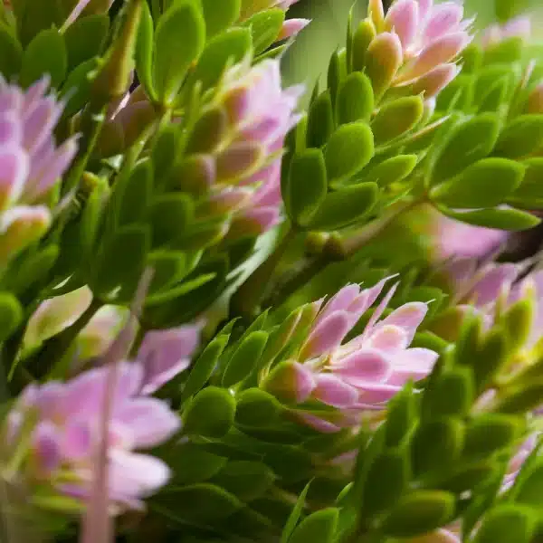 A close up of an artificial pink hop plant